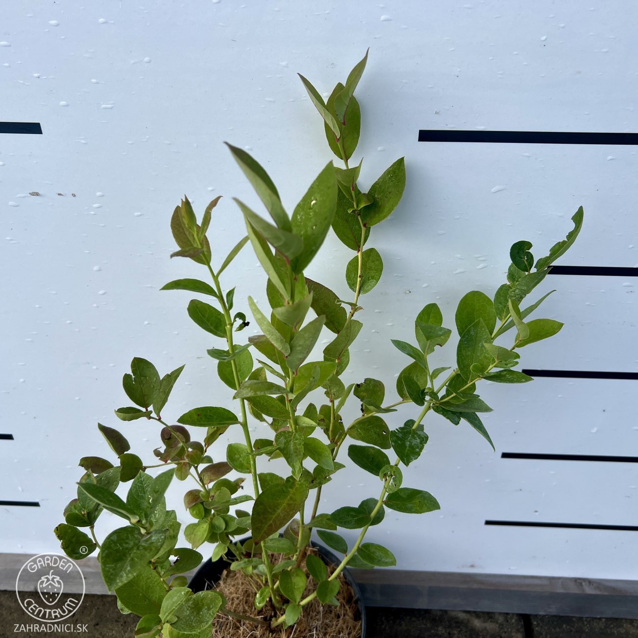 Obrázok Čučoriedka kanadská (Vaccinium corymbosum) ´DUKE´ – skorá 50-70 cm, kont. C2L 